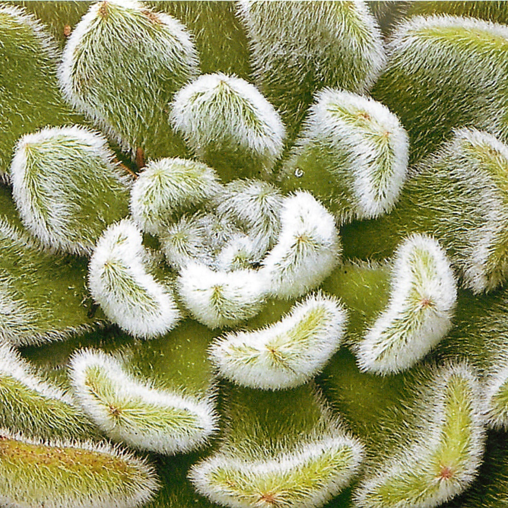 Выращивание цветов эхеверия (эчеверия)  в саду