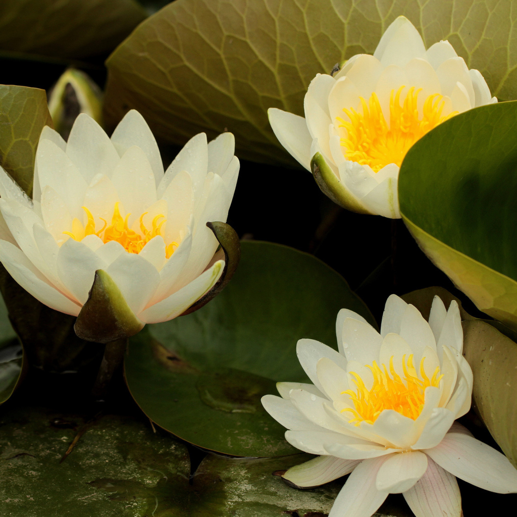 Выращивание цветов лилия на дачном участке