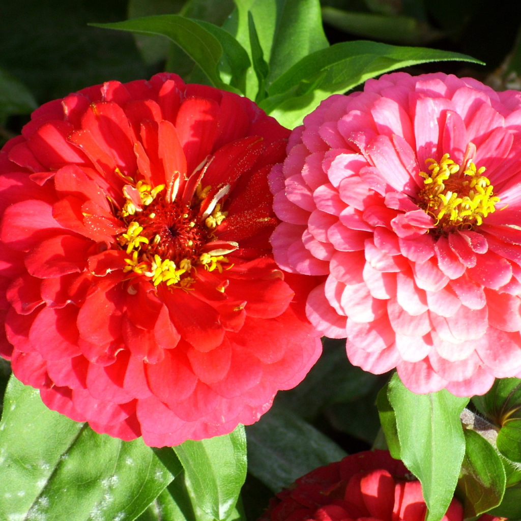 Выращивание цветов цинния (циния) в саду