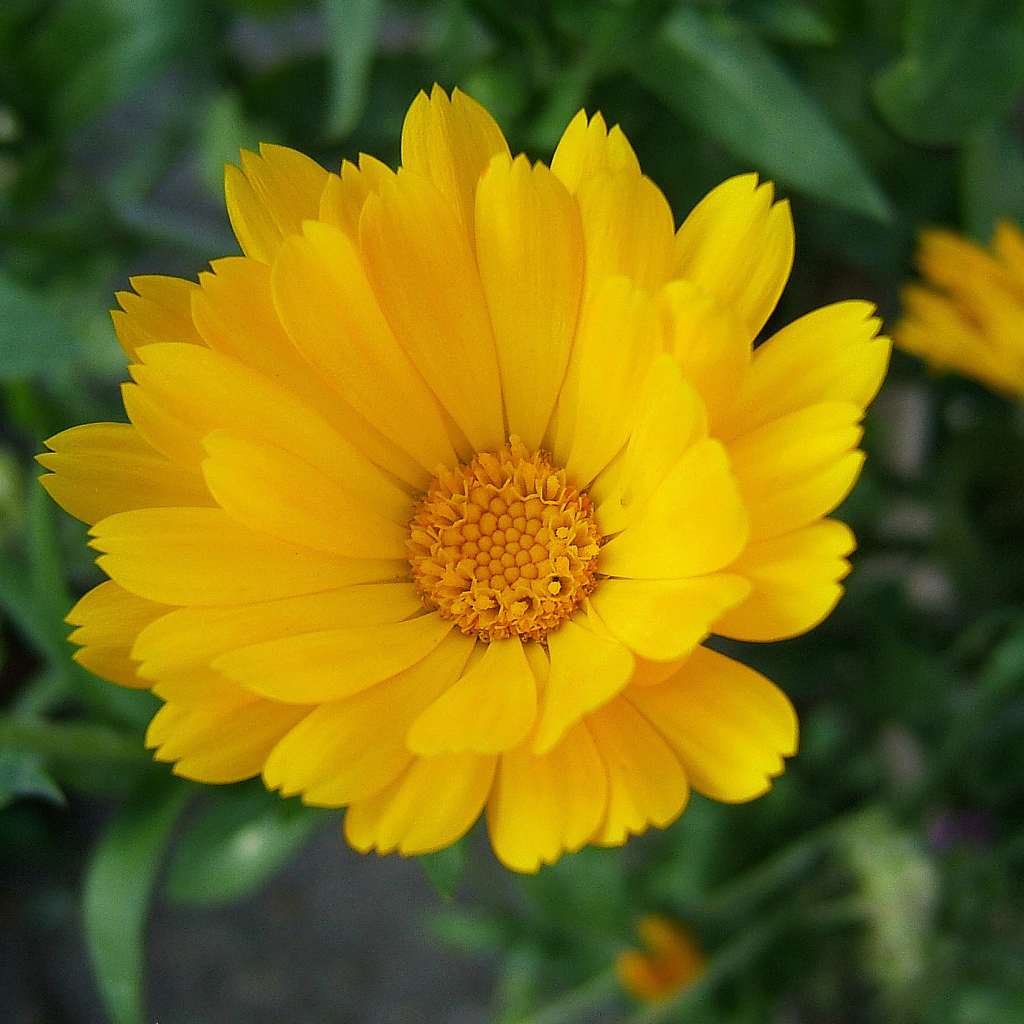 Выращивание цветов календулы в саду