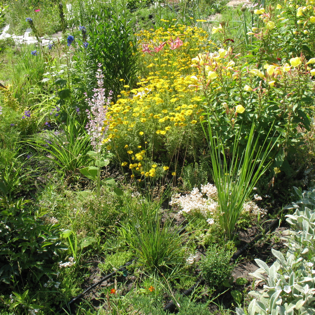 Выращивание растения бузульник в саду