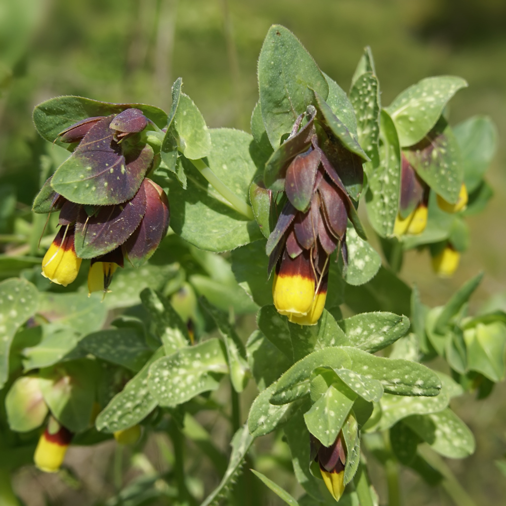 Выращивание растения восковник в саду