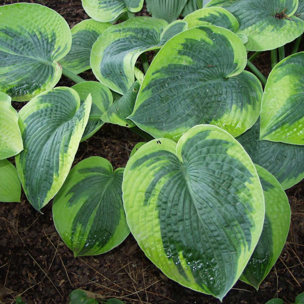 Выращивание растения хоста в саду