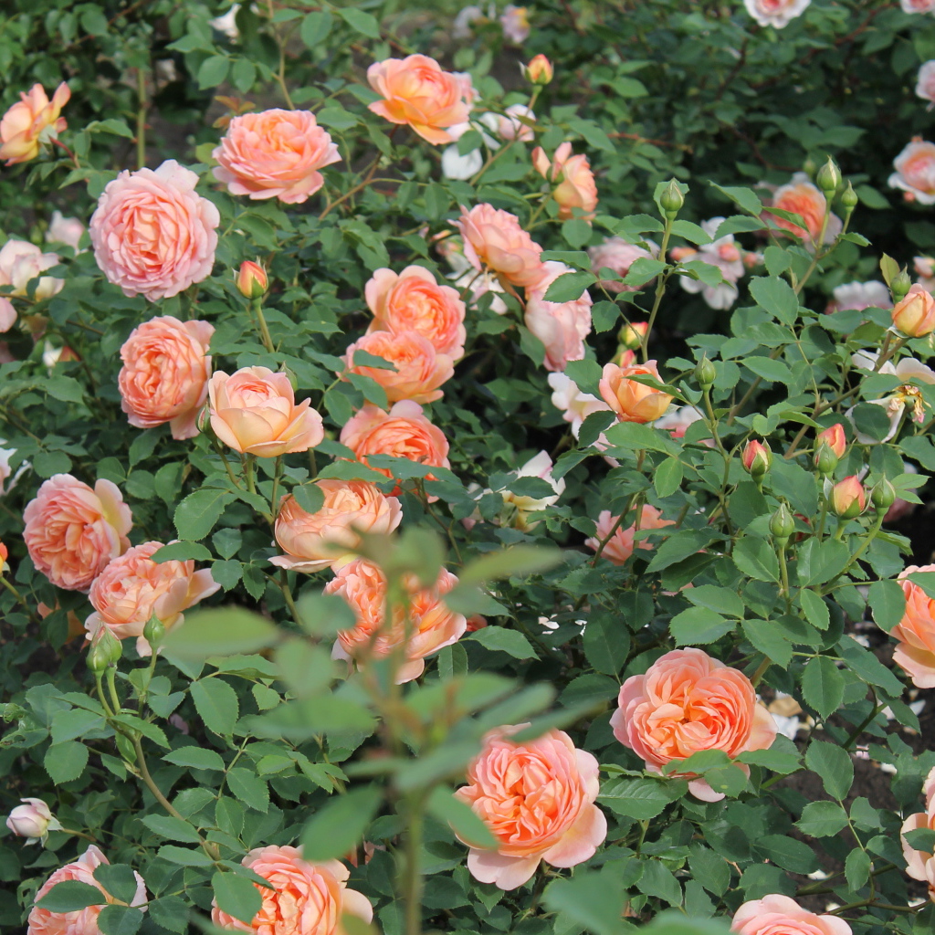 Выращивание кустарниковые розы в саду