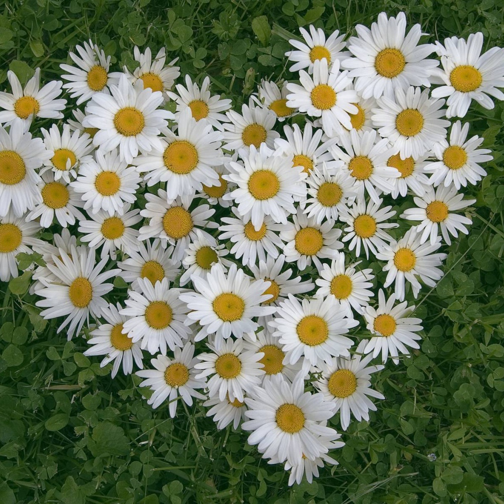 Сердце из цветов белые маргаритки