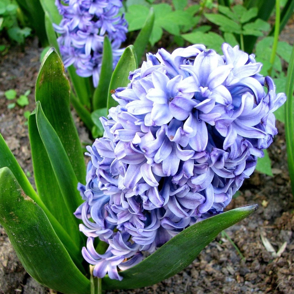 Цветы гиацинт весной на лужайке 