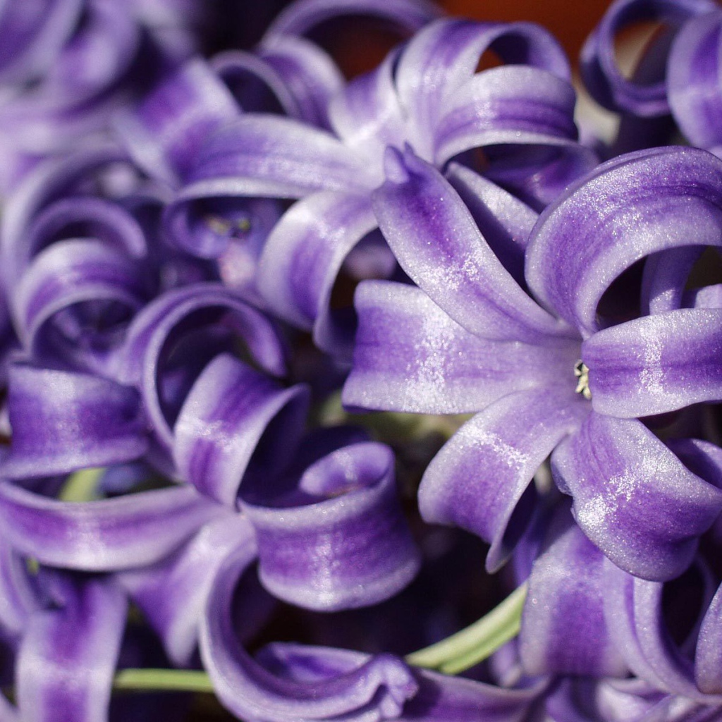 Цветы гиацинты расцвели в саду