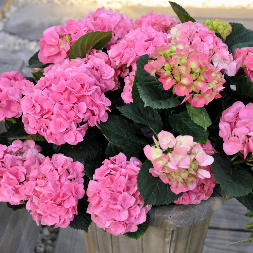 Выращивание цветов гортензия в горшке