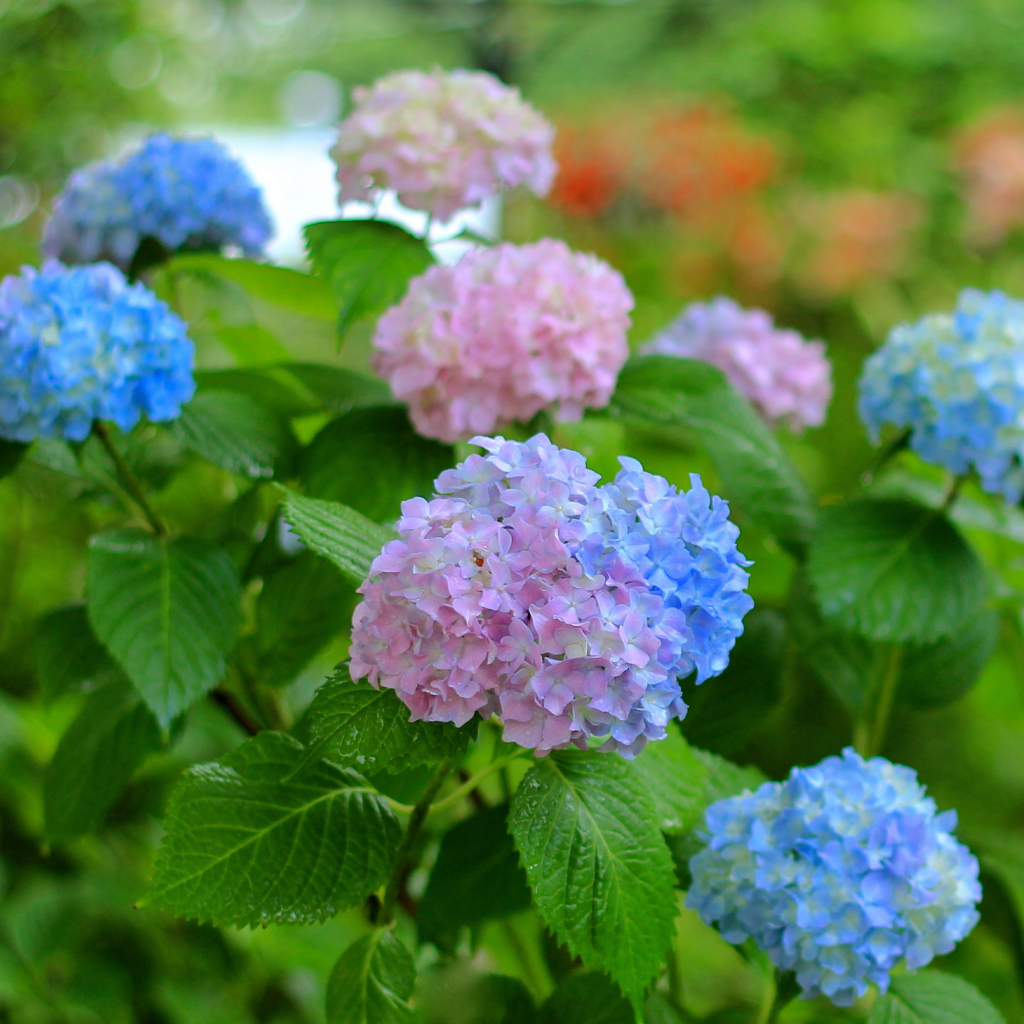 Садовые цветы гортензия на дачном участке