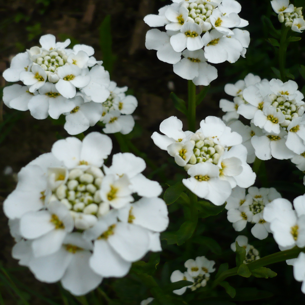 Красивые цветы иберис в саду