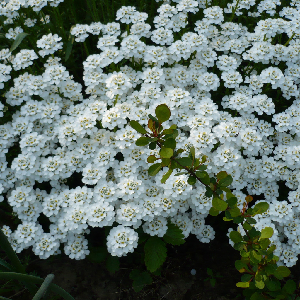 Красивый иберис в саду