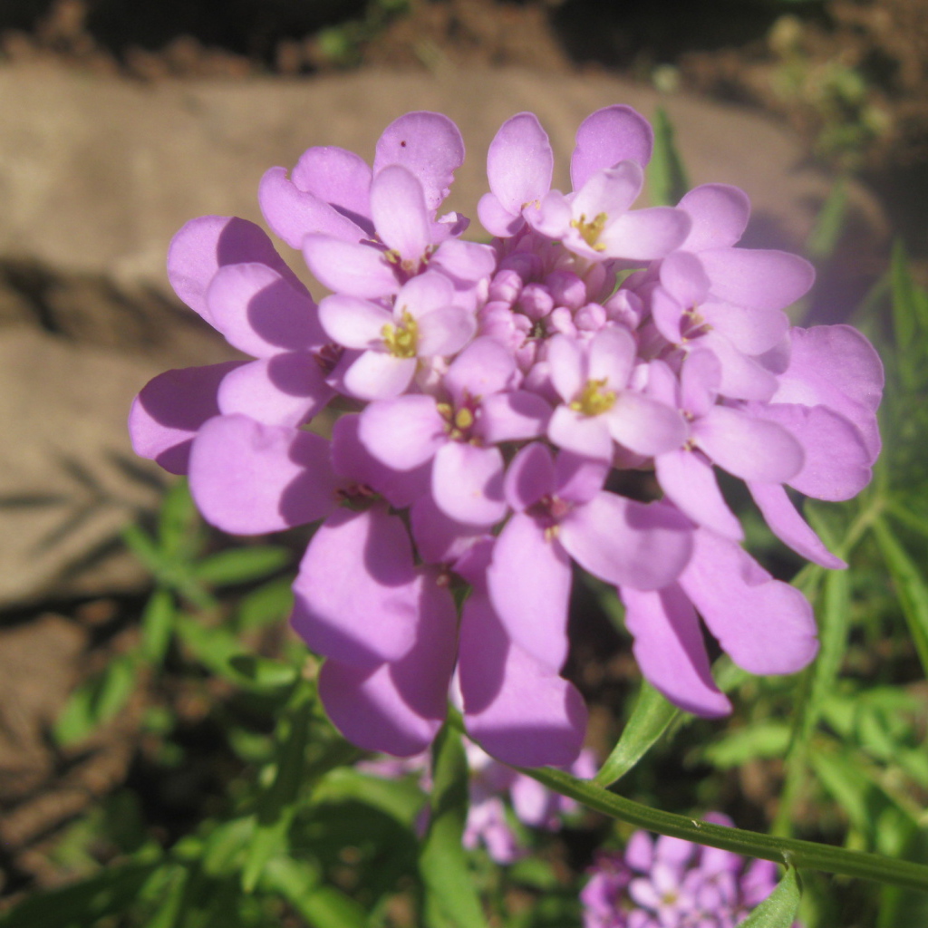 Выращивание цветов иберис в саду