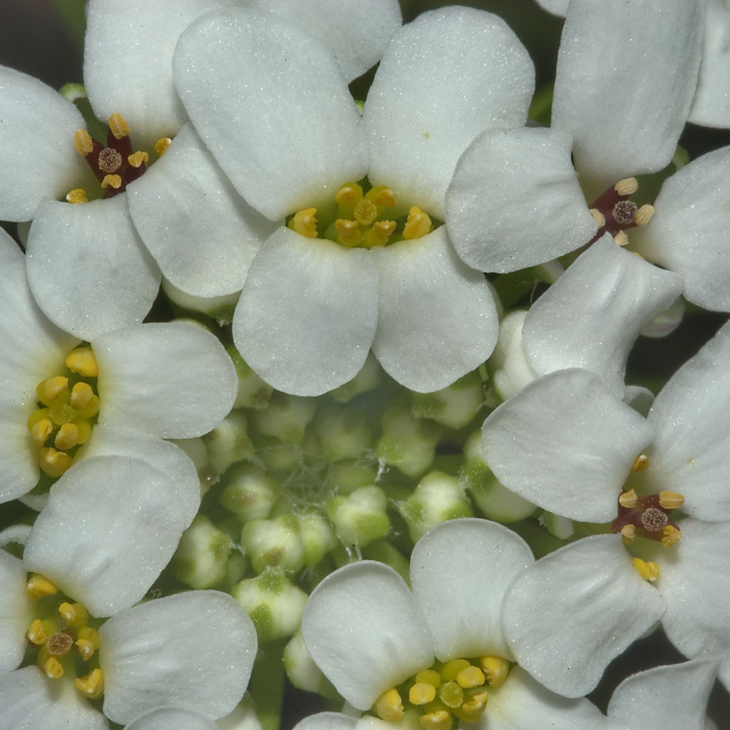 Садовые цветы иберис на дачном участке