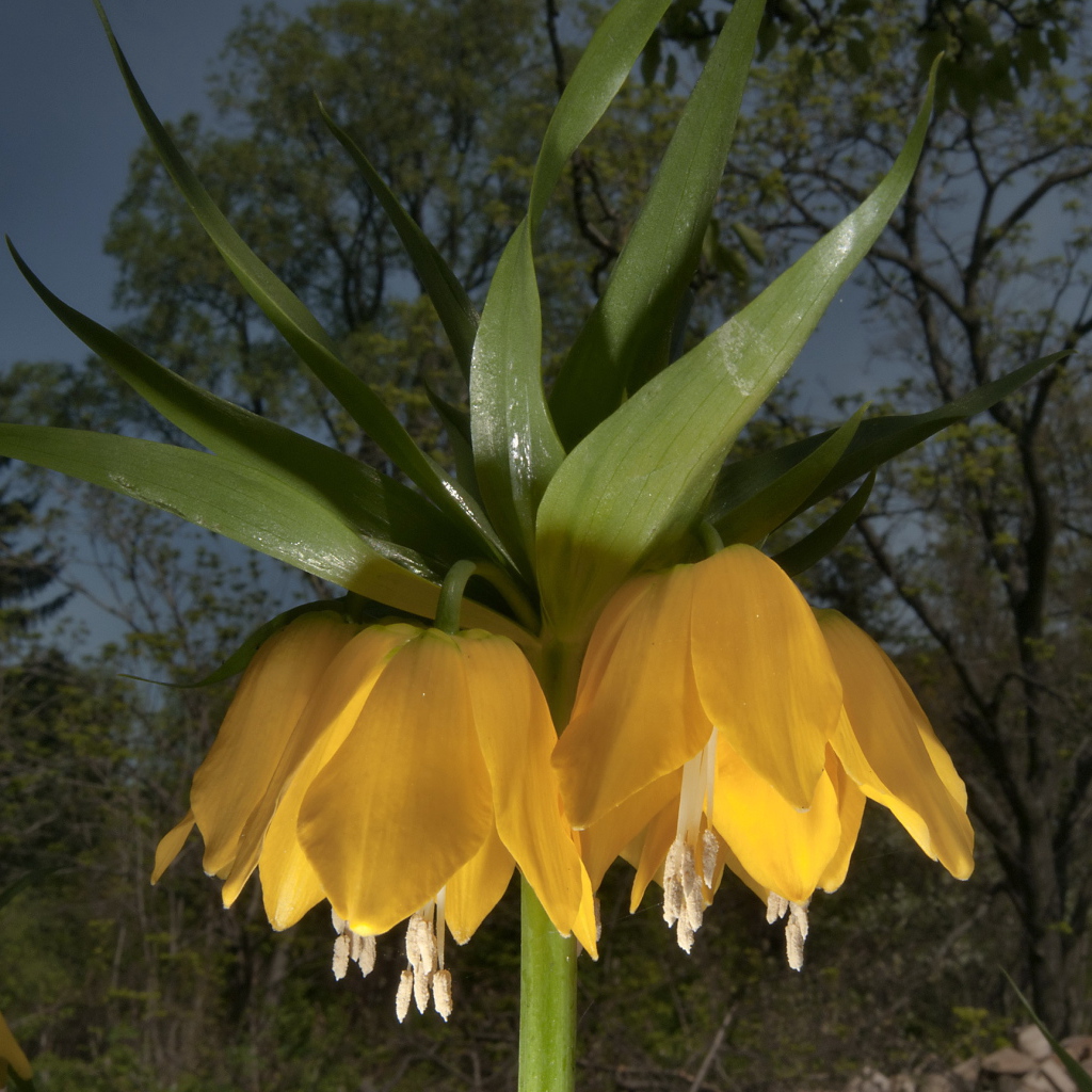 Садовые цветы рябчик императорский на дачном участке