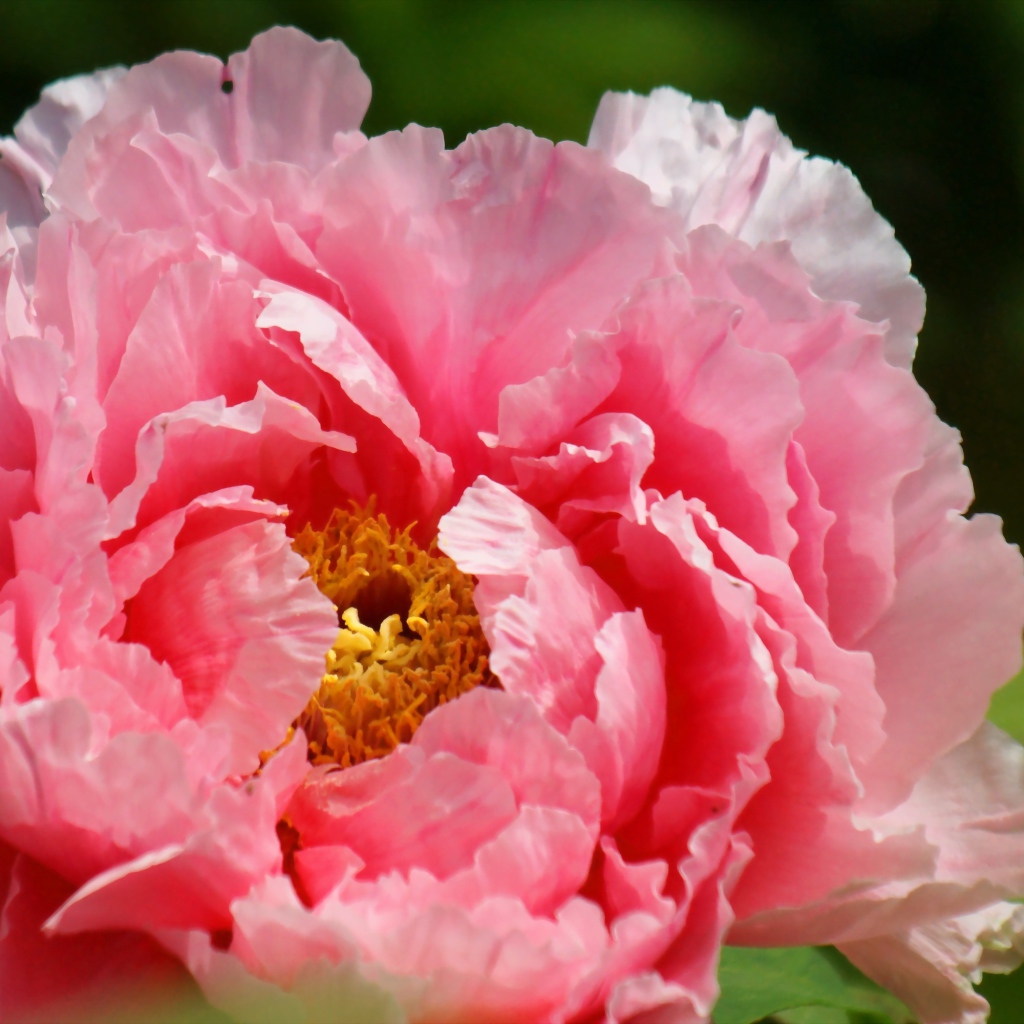 На поляне красивый цветок пион