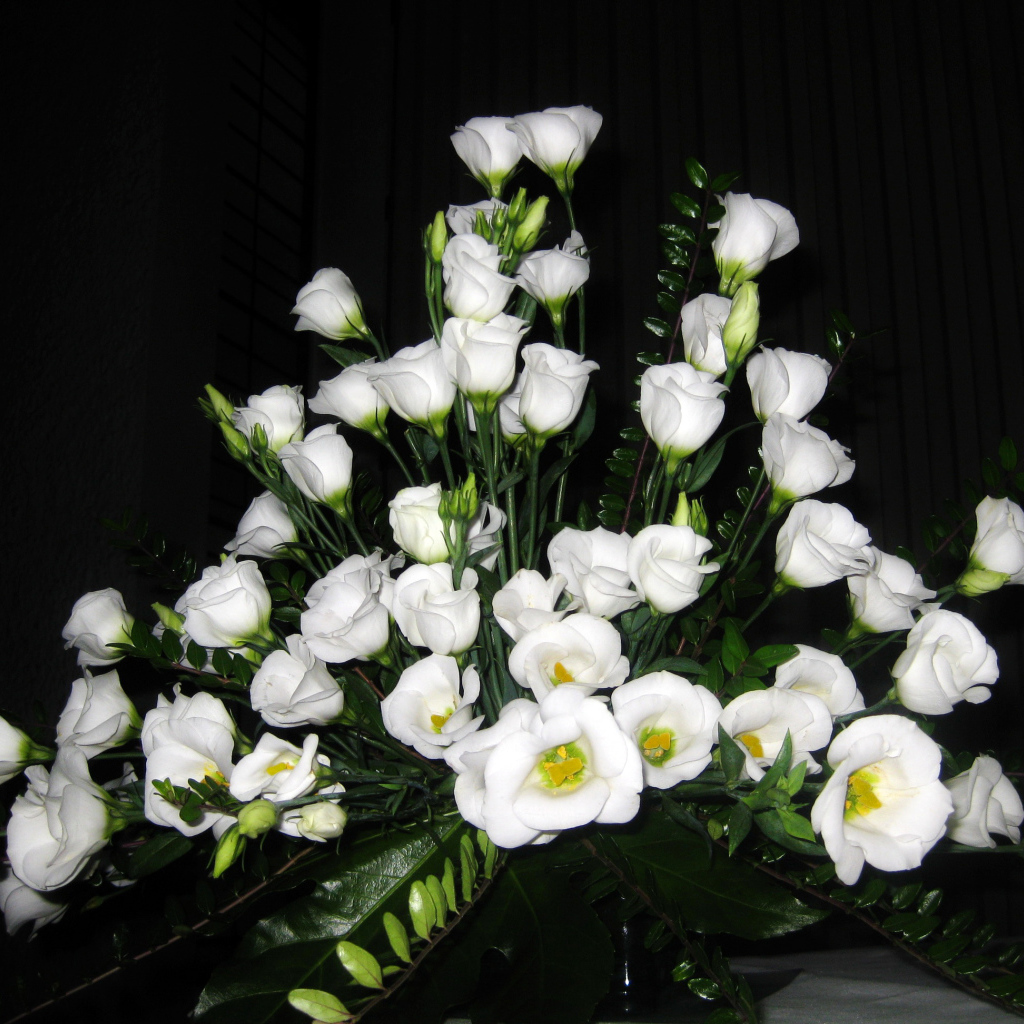 На поляне красивые цветы эустома (ирландская роза) 