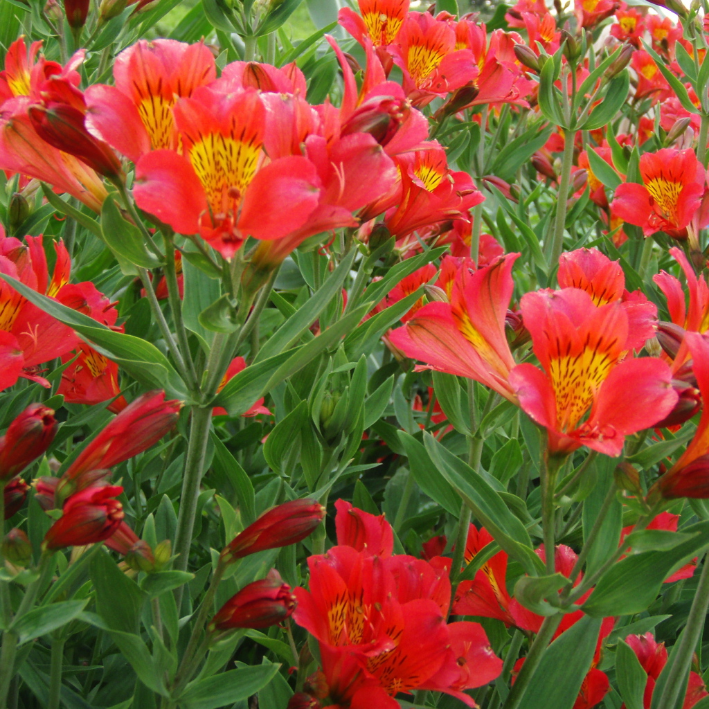 На поляне красивые цветы альстремерия