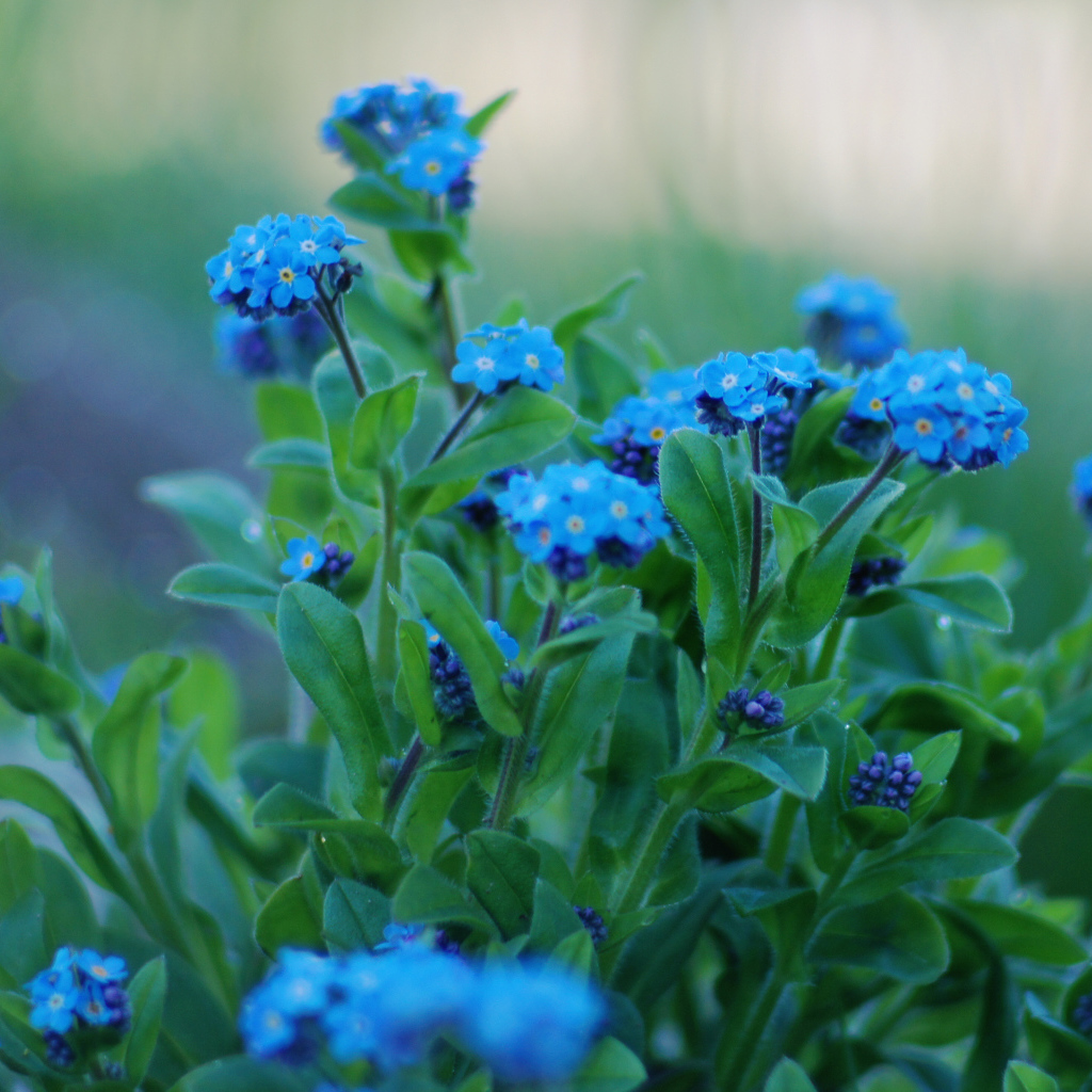 На поляне красивые цветы незабудки