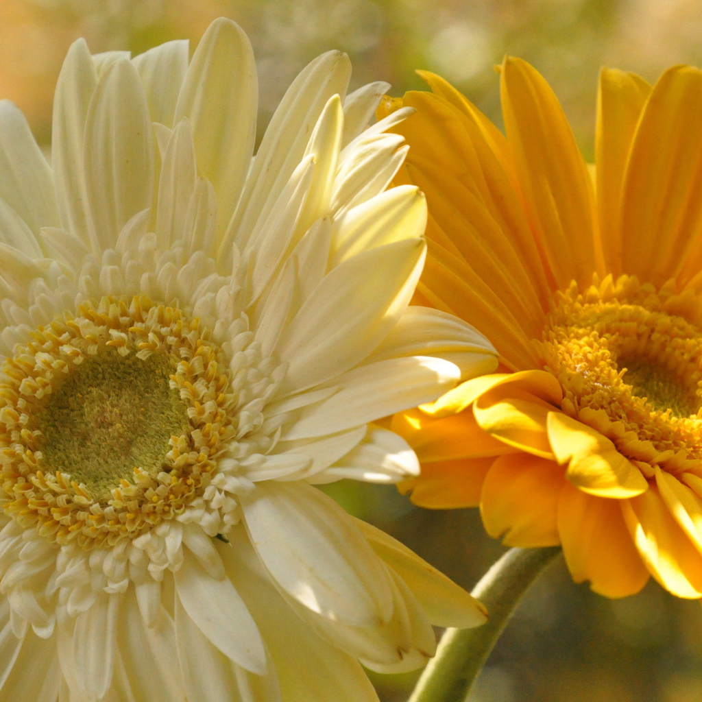 На поляне красивые цветы гербера
