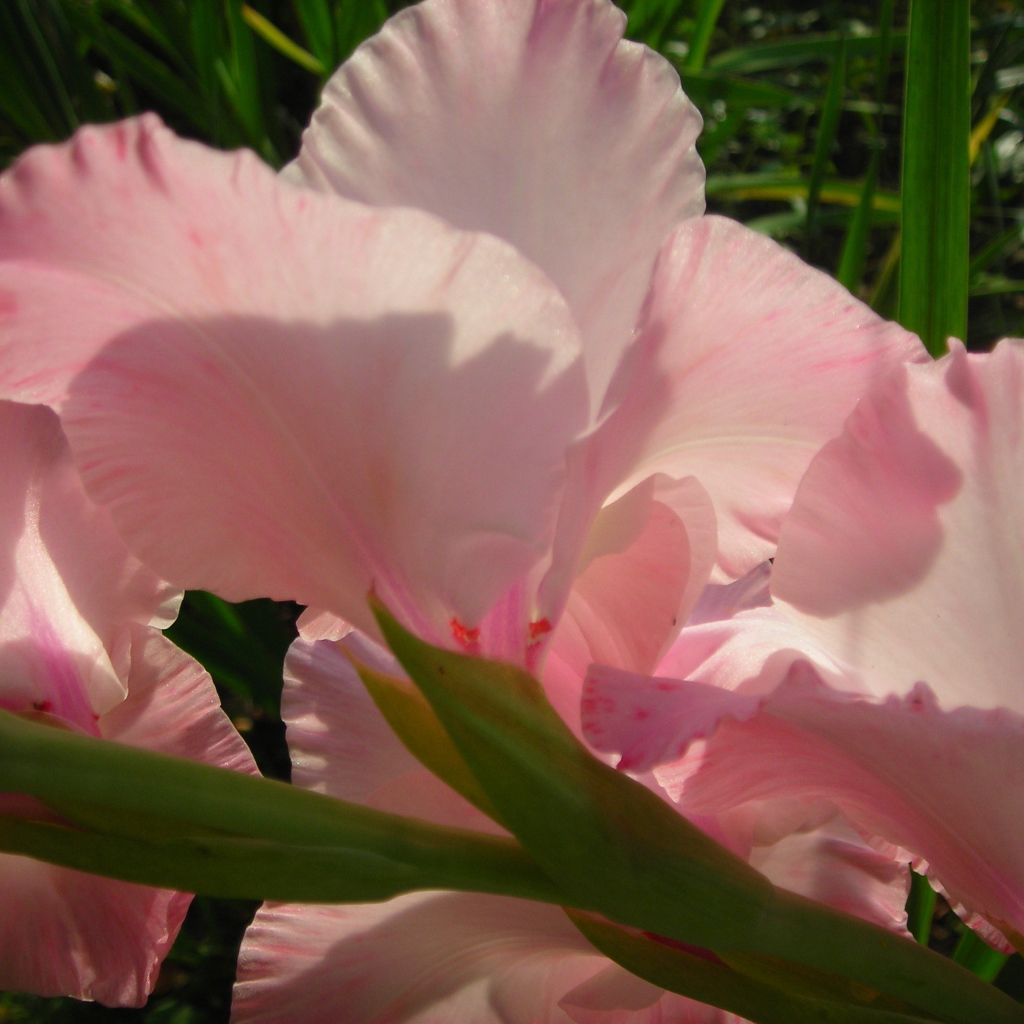 На поляне красивые цветы гладиолус