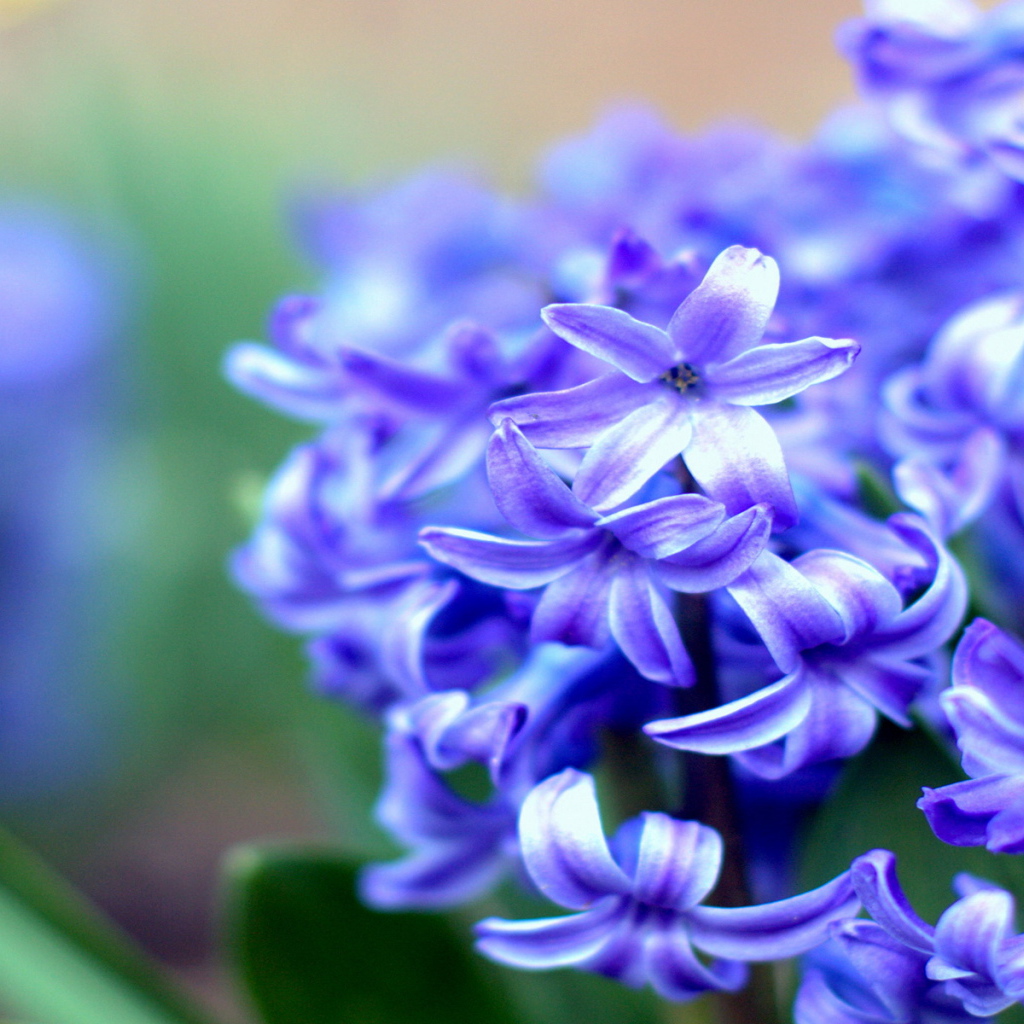 На поляне красивые цветы гиацинты