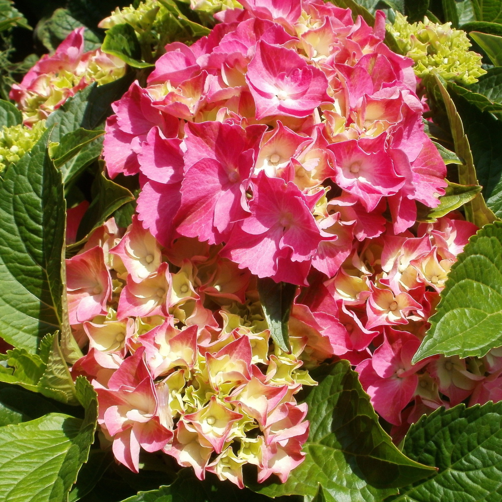 На поляне красивые цветы гортензия