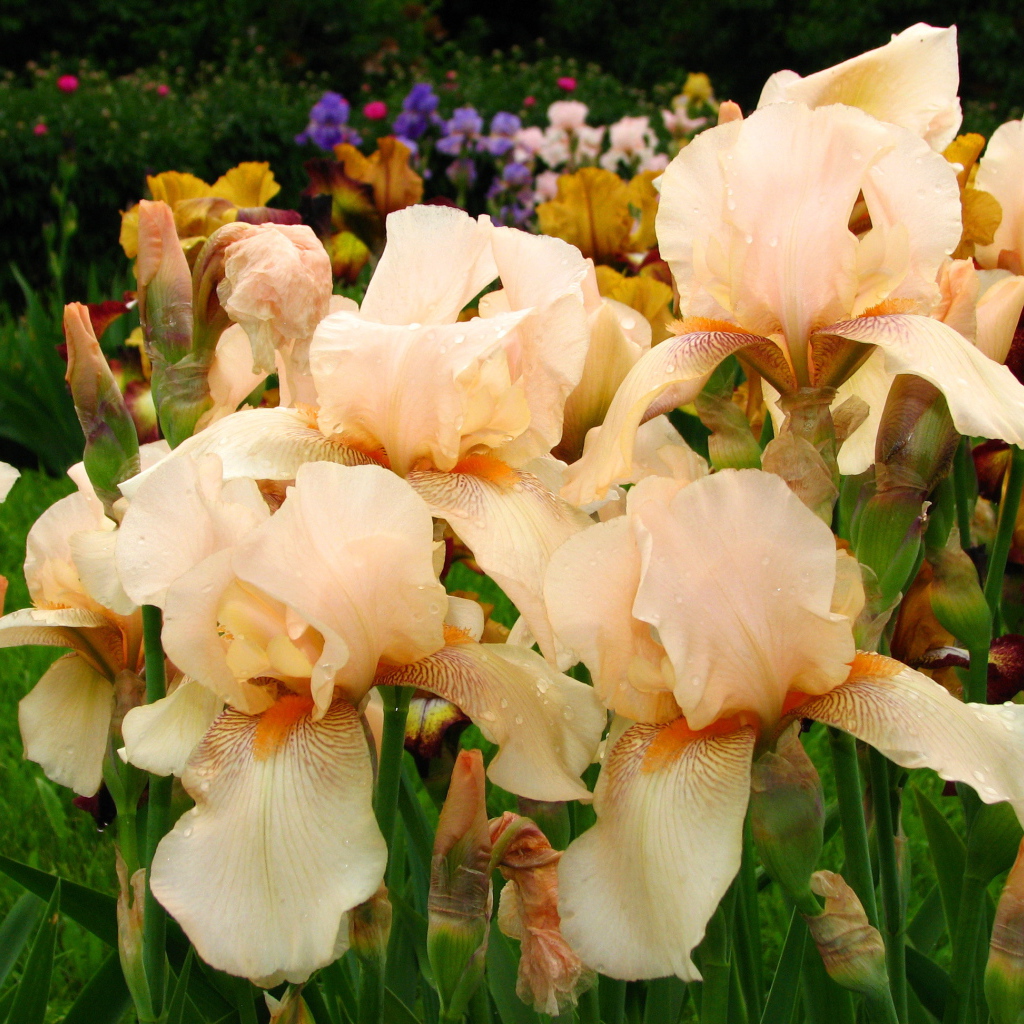 На поляне красивые цветы ирисы