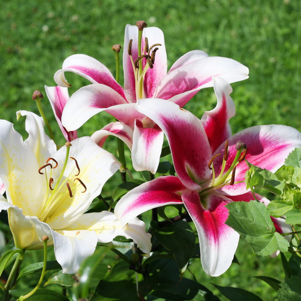 На поляне красивые цветы лилия