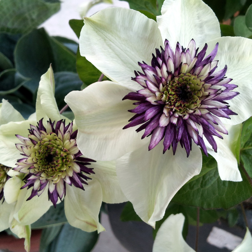 На поляне красивые цветы клематис