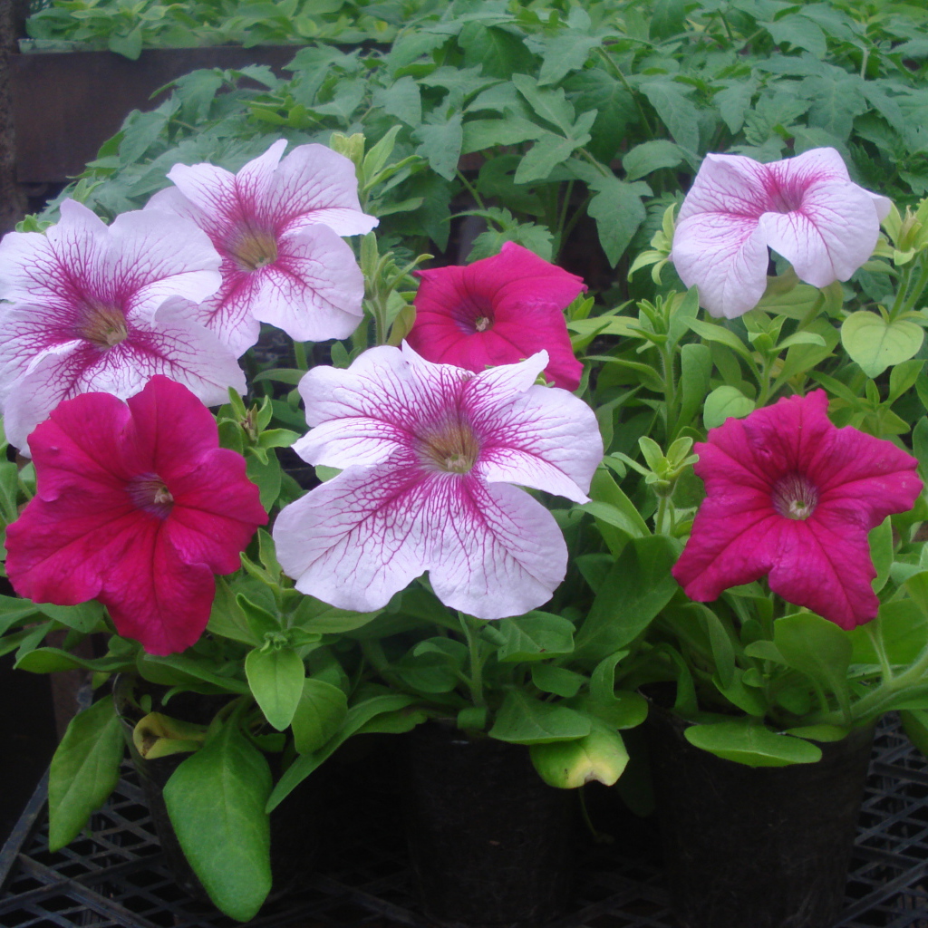 На поляне красивые цветы петуния