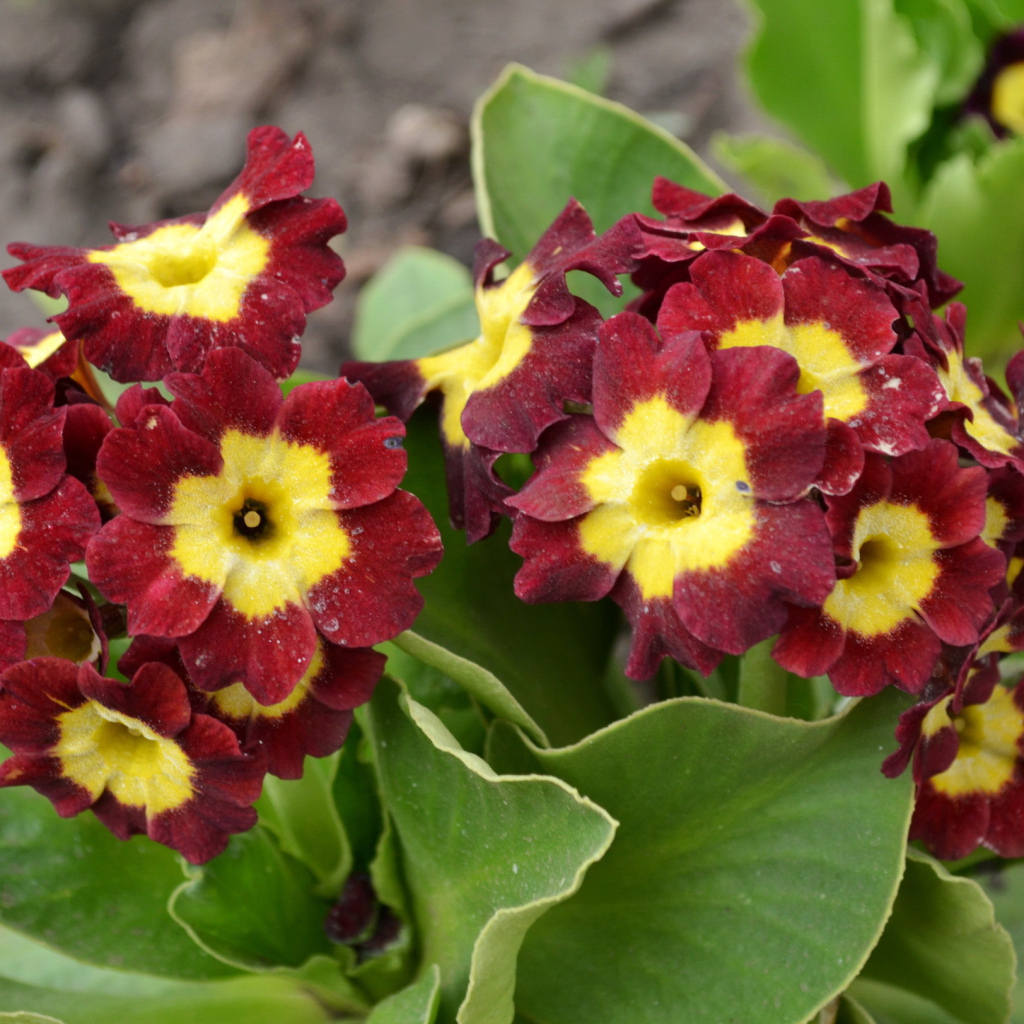 На поляне красивые цветы примула