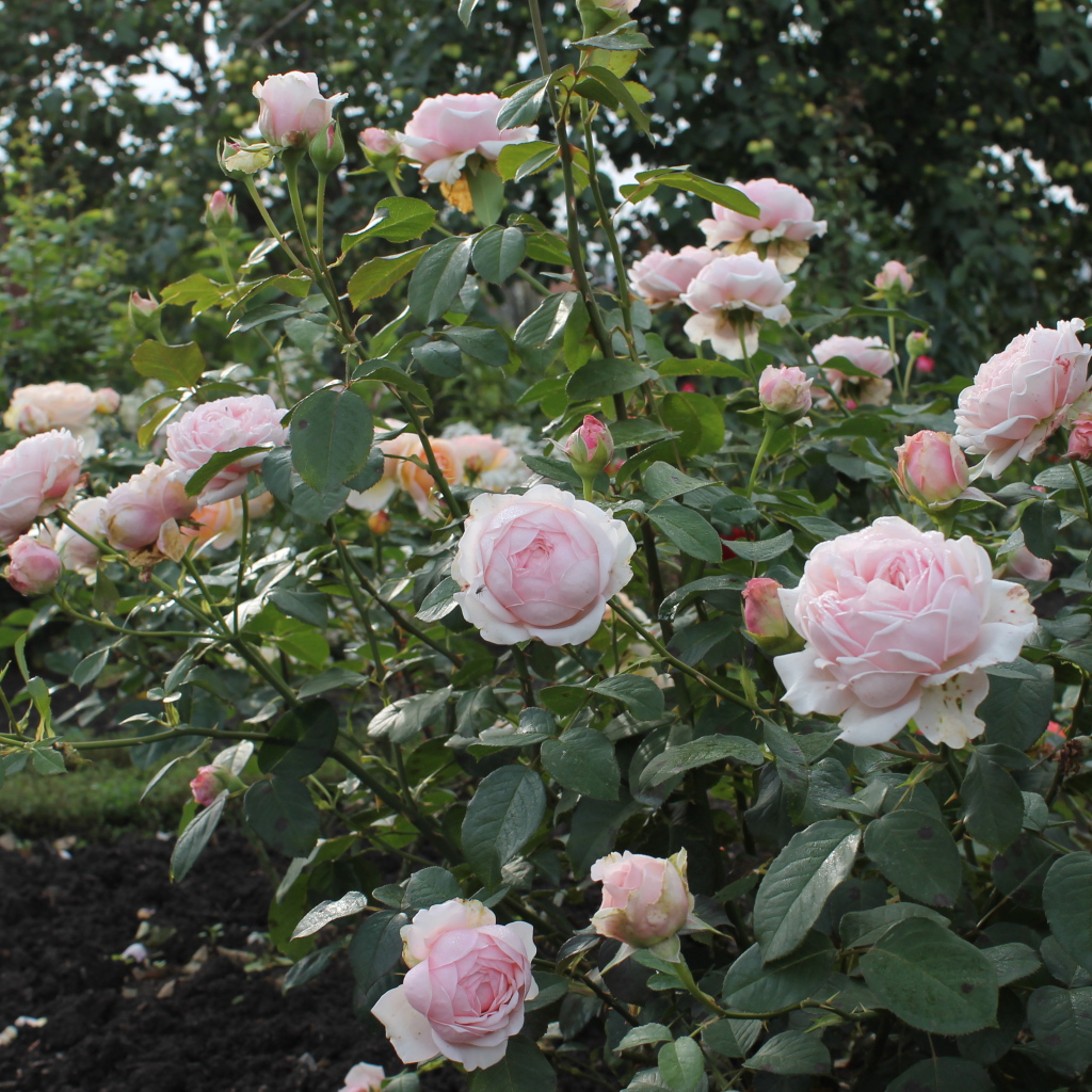 На поляне красивые цветы кустарниковые розы