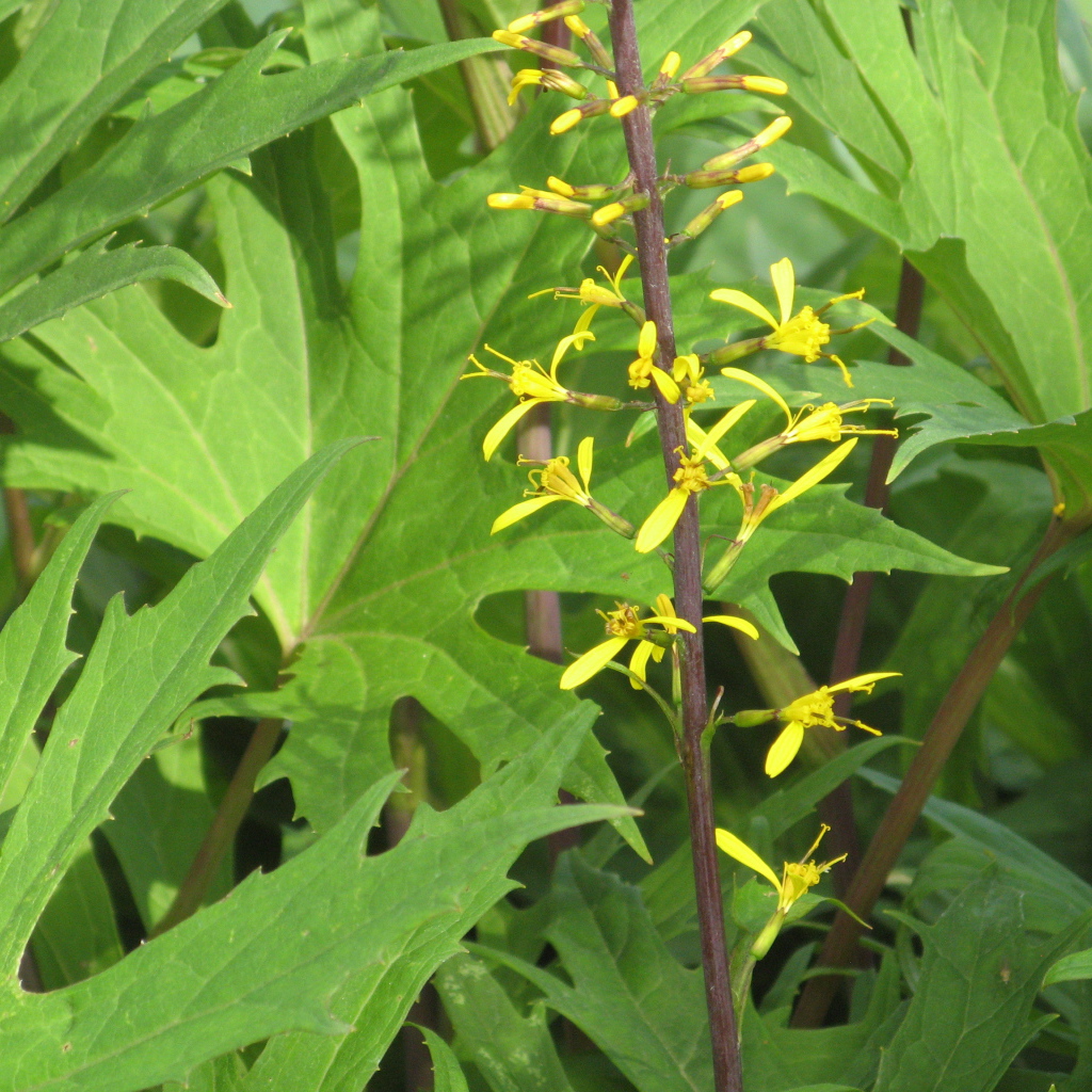 На поляне красивое растение бузульник