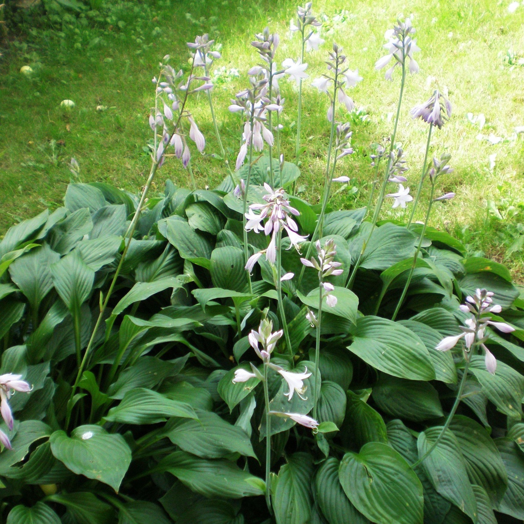 На поляне красивое растение хоста