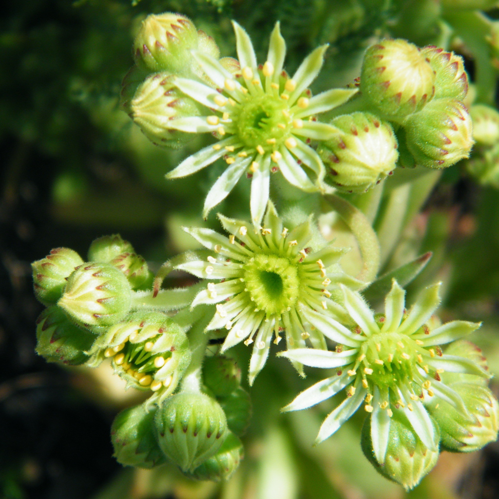На поляне красивое растение молодило 