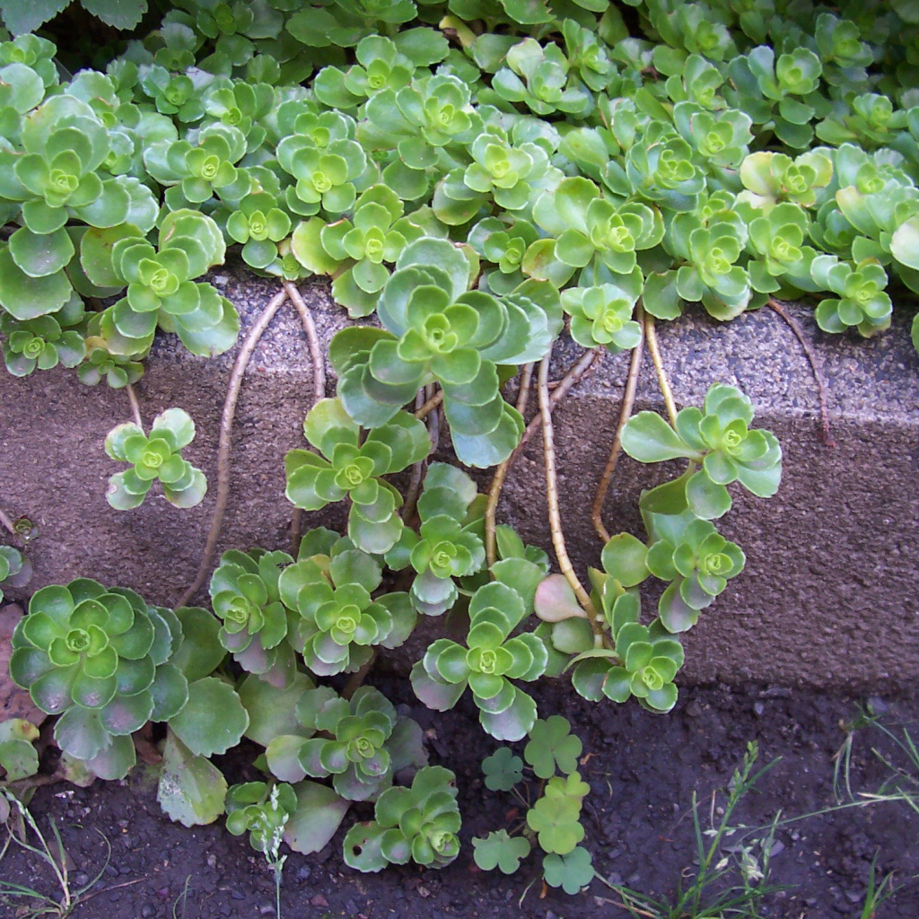 На поляне красивое растение седум