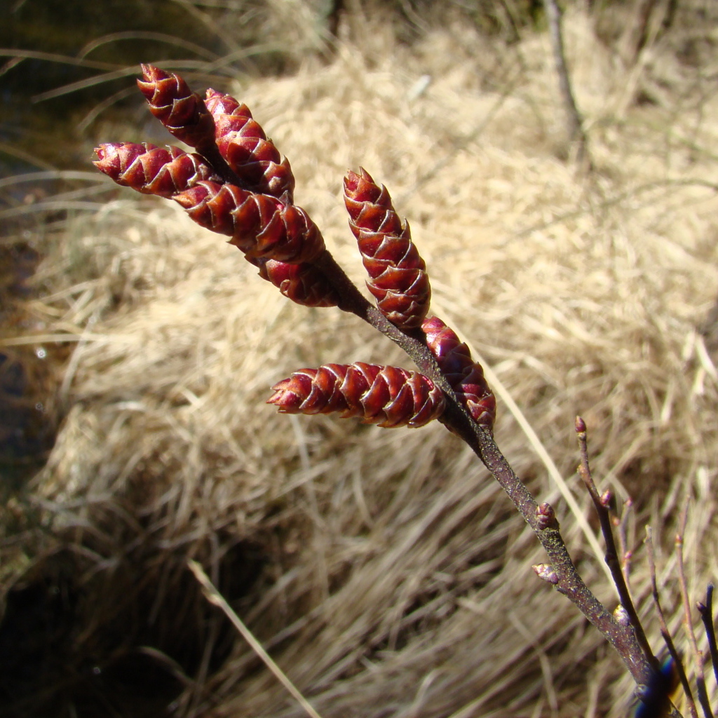 На поляне растение восковник