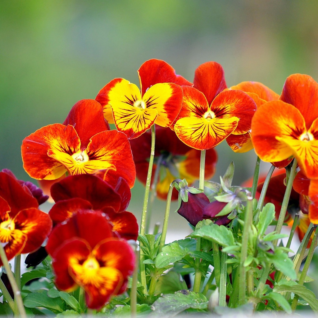 На поляне весенние цветы анютины глазки