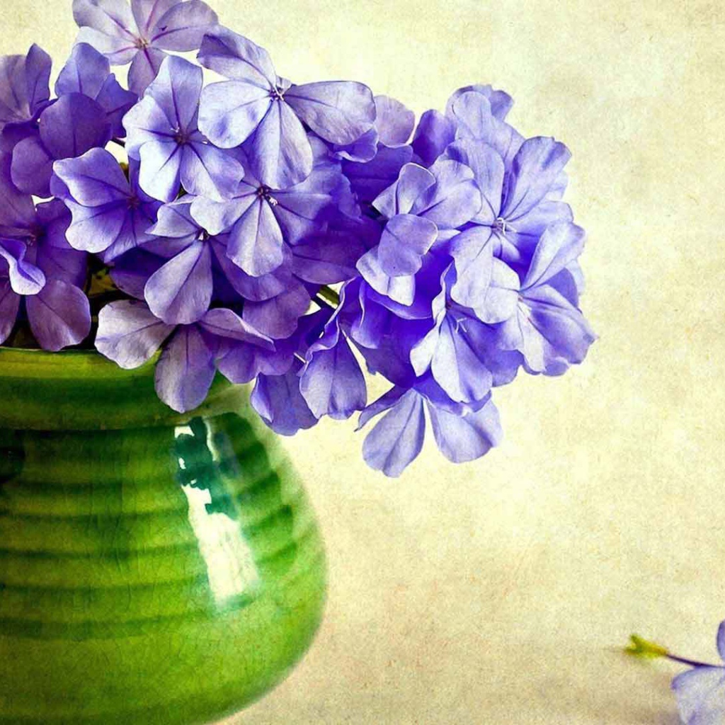 В вазе красивые цветы флокс