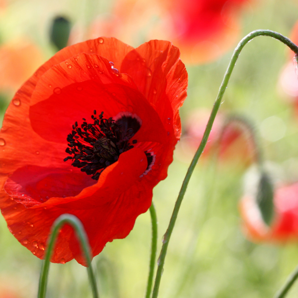 В поле красивый красный мак