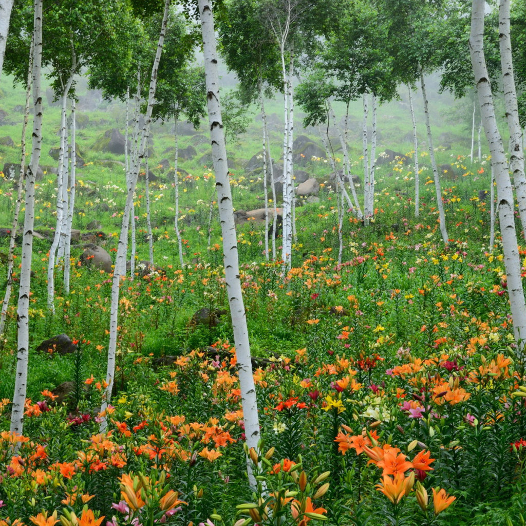 В лесу красивые цветы лилия