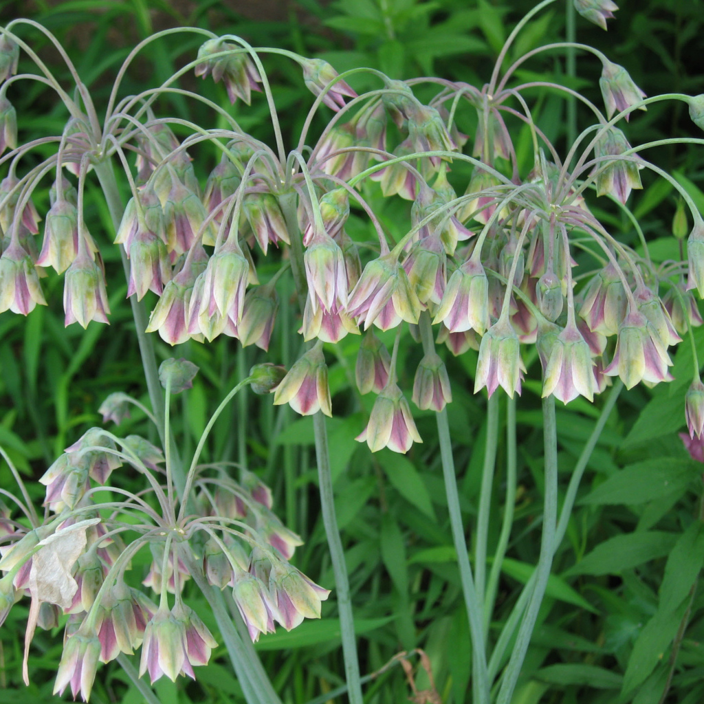 В лесу красивые цветы нектароскордум 