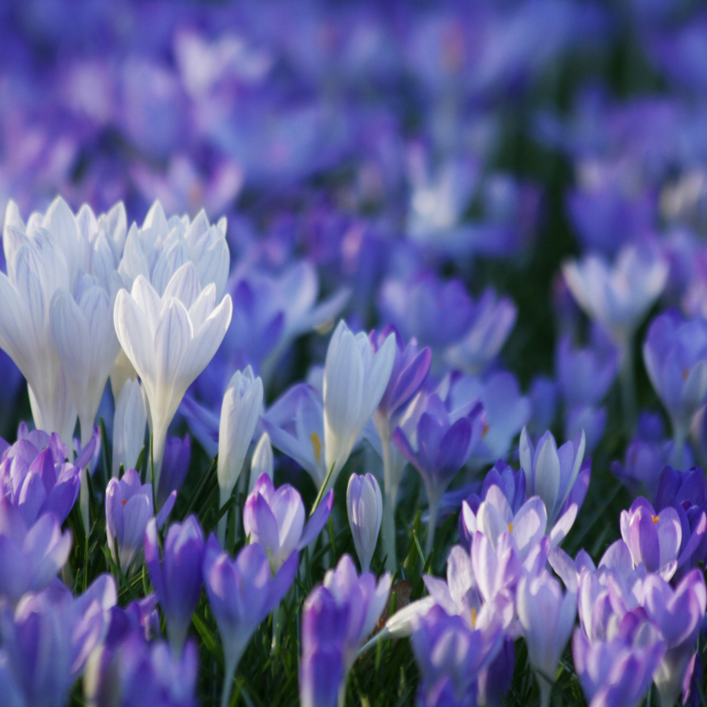 В лесу красивые цветы шафран