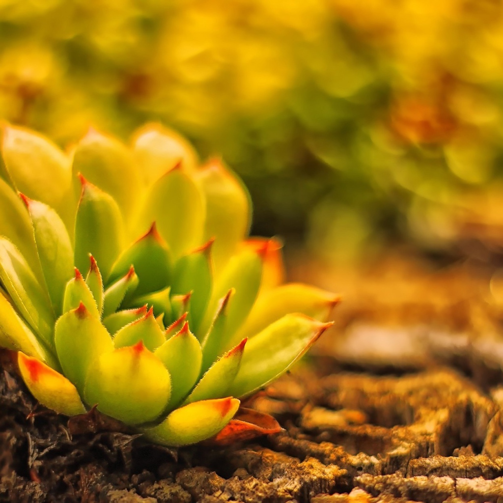 В лесу красивое растение молодило 