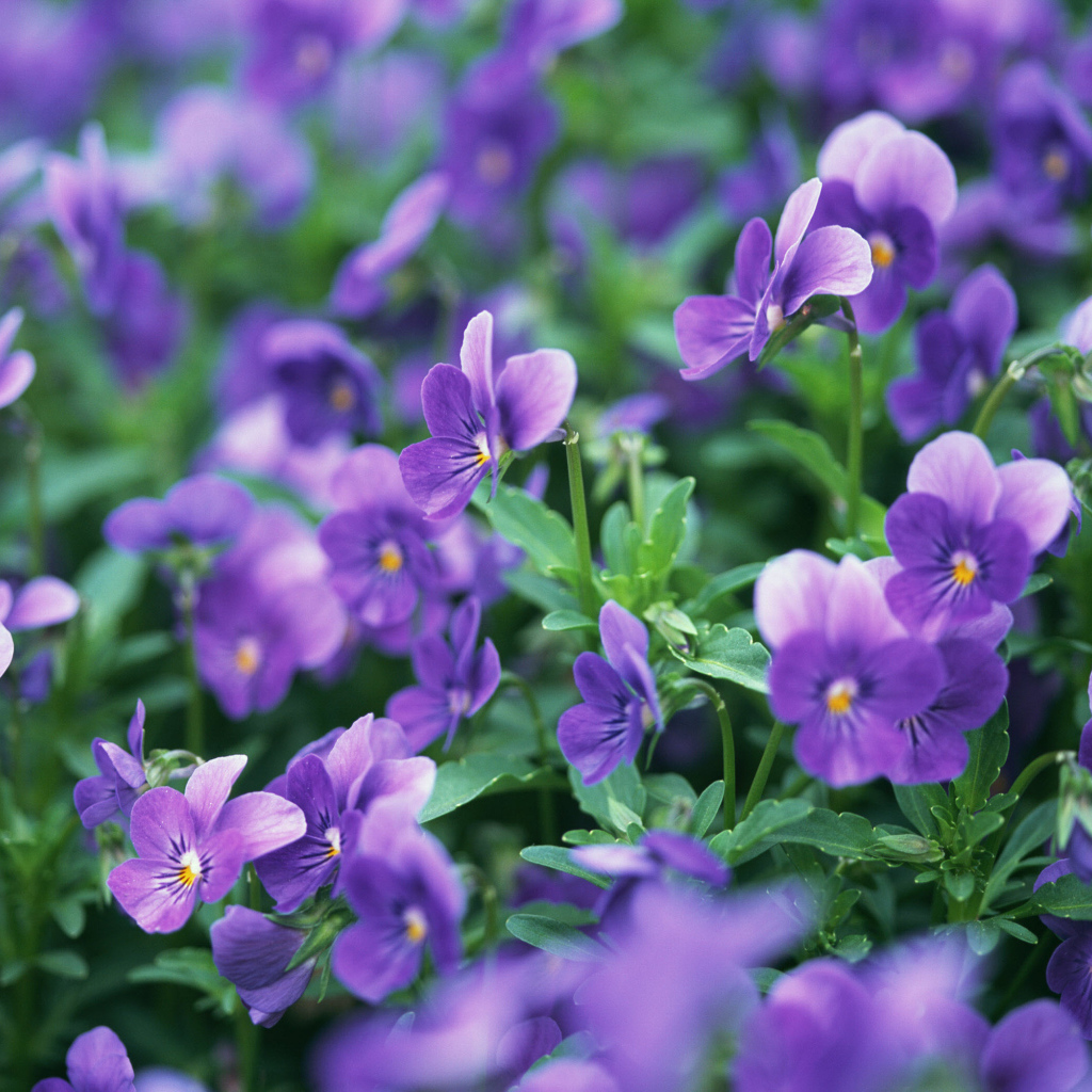 В лесу расцвели цветы анютины глазки