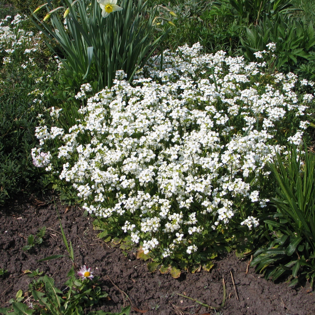 В саду растение резуха