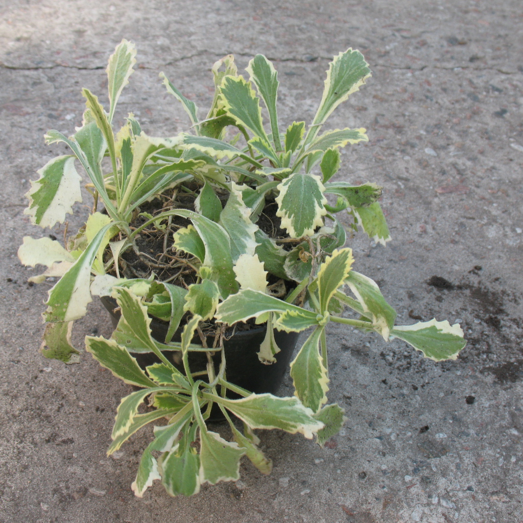 В огороде выросла резуха