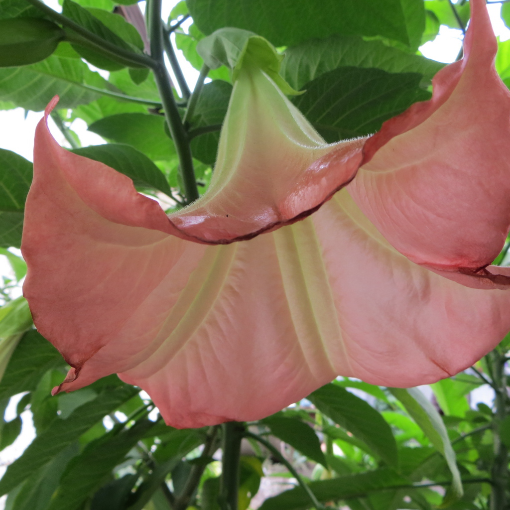 В саду красивые цветы бругмансия