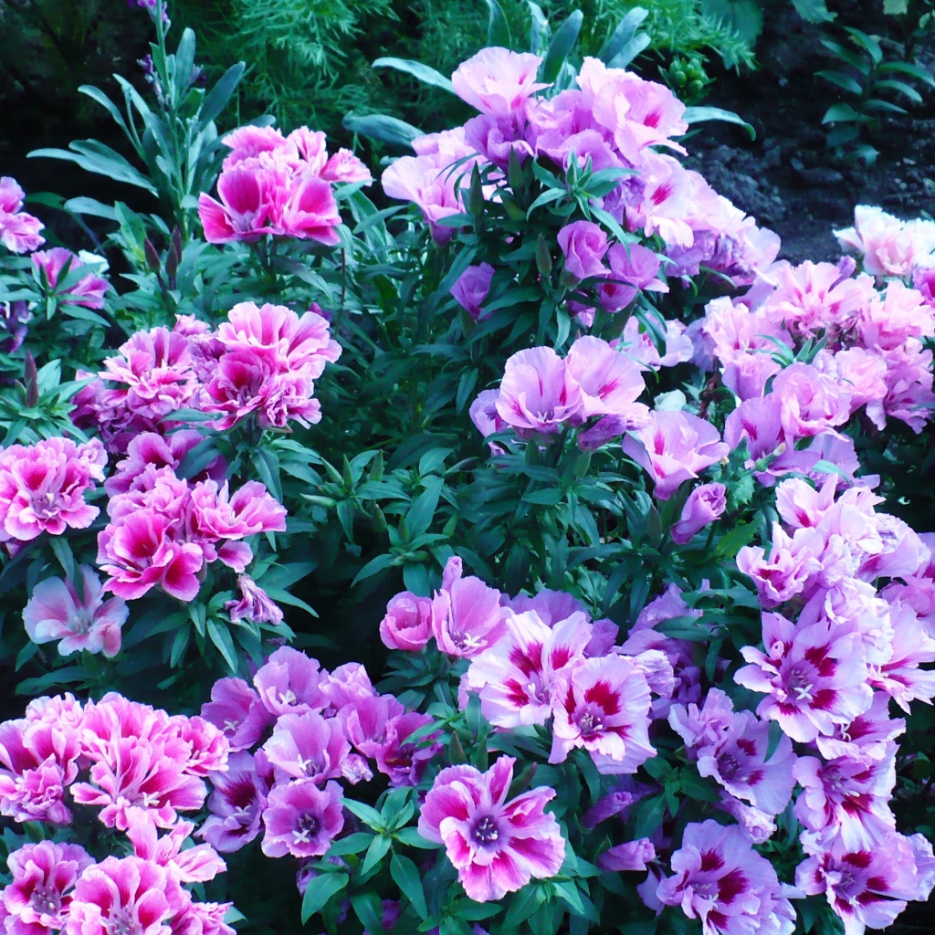 В саду красивые цветы кларкия (годеция) 