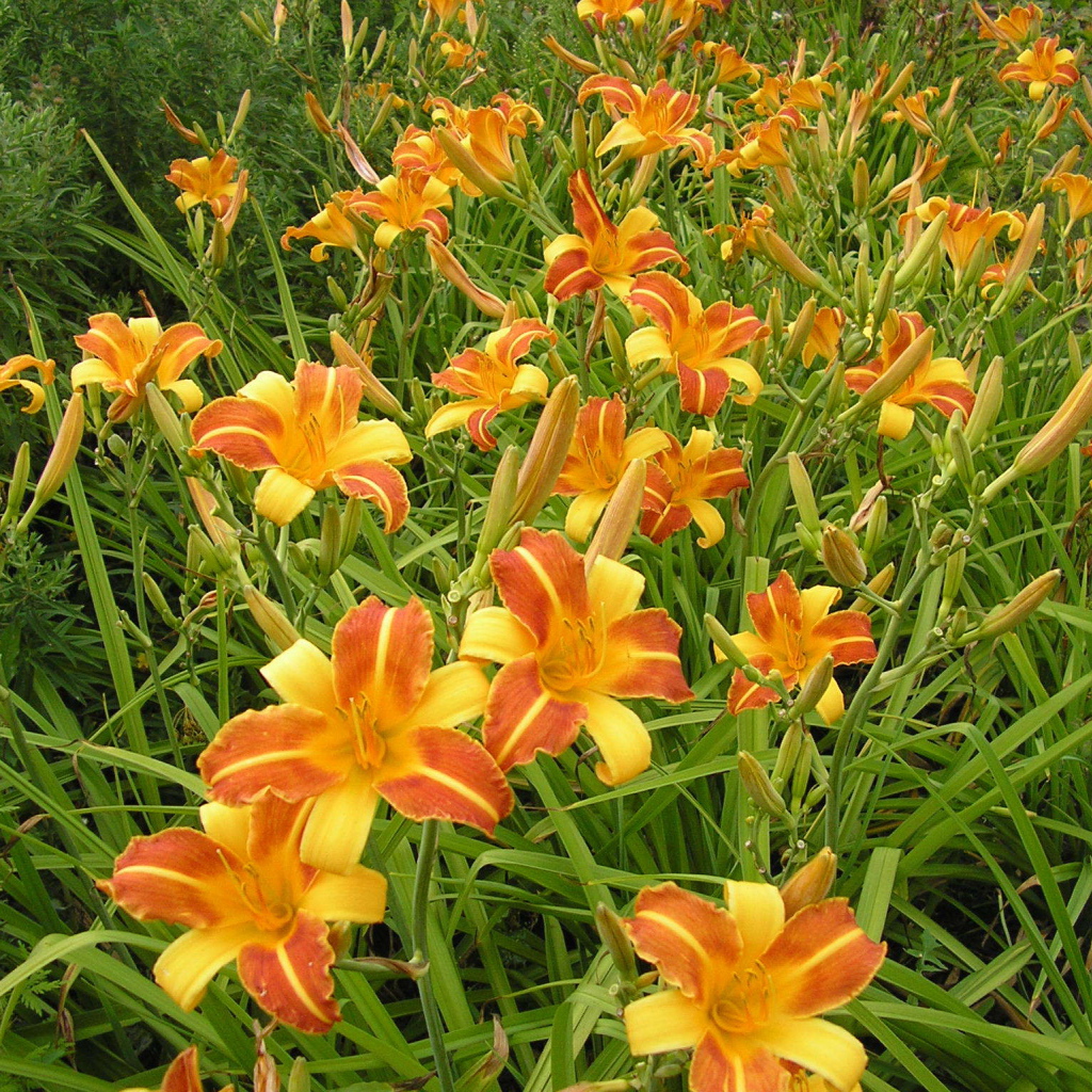 В саду красивые цветы лилейник